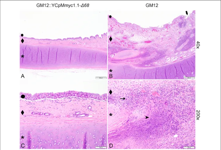 FIGURE 5 | Composite figure displaying representative histological results from tracheal tissue at the inoculation site