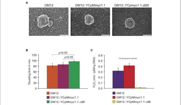 FIGURE 2 | In vitro characteristics of the parental strains GM12, GM12::YCpMmyc1.1 and its deletion mutant GM12::YCpMmyc1.1-168: (A) morphology revealed by scanning electron microscopy