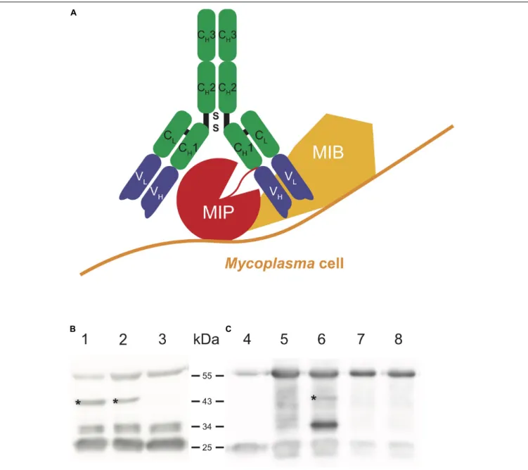FIGURE 3 | In vitro and in vivo ability of the Mmc MIB-MIP system to degrade caprine IgG