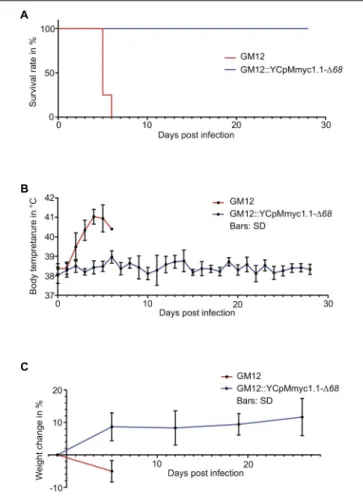 FIGURE 4 | Comparison of the clinical parameters monitored during the in vivo challenge trial between the animals that received the GM12 and its derivative GM12::YCpMmyc1.1- 1 68