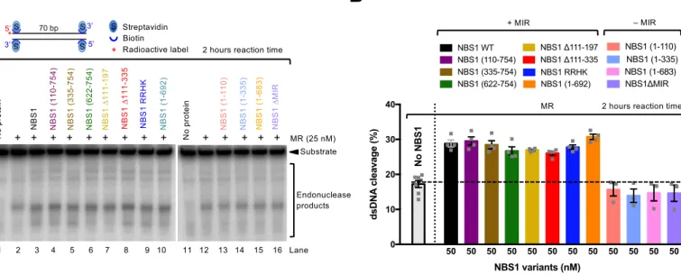 Figure 3 3’  *  S 5’  5’ 70 bp 3’ S S S  NBS1 (335-754) No protein 1      2      3     4      5      6     7      8       9   10       11   12    13   14    15    16   Lane Substrate  NBS1NBS1 RRHKNBS1 (110-754)NBS1 (622-754)NBS1 (1-692)NBS1 (1-110)NBS1 (1