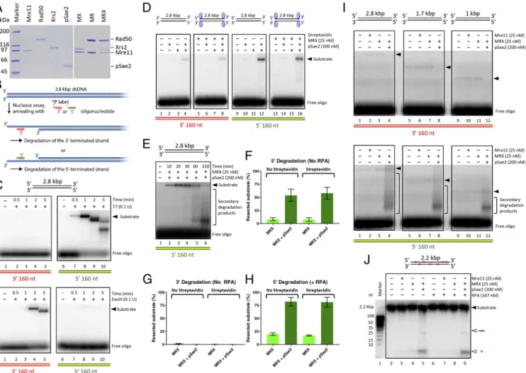 Fig. 1. MRX and pSae2 preferentially degrade 5 ′ terminated DNA strands of blunt-ended plasmid-length DNA substrates