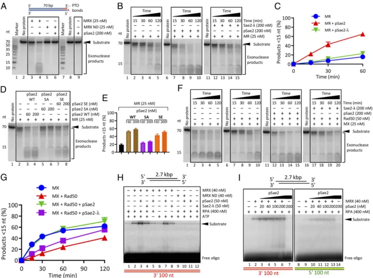Fig. 3. pSae2 promotes the exonuclease of Mre11 when Rad50 is present. (A) Degradation of 5 ′ end-labeled DNA substrate (Fig