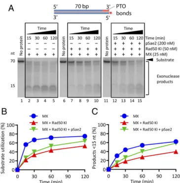 Fig. 6. The Rad50S mutant is refractory to the regulatory control by pSae2.