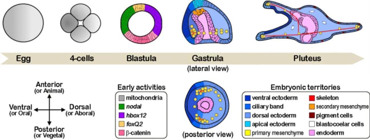 Figure 5:  Simplified scheme depicting key developmental stages and early molecular activities regulating morphogenesis  along the Dorsal/Ventral axis of the sea urchin embryo [15] 