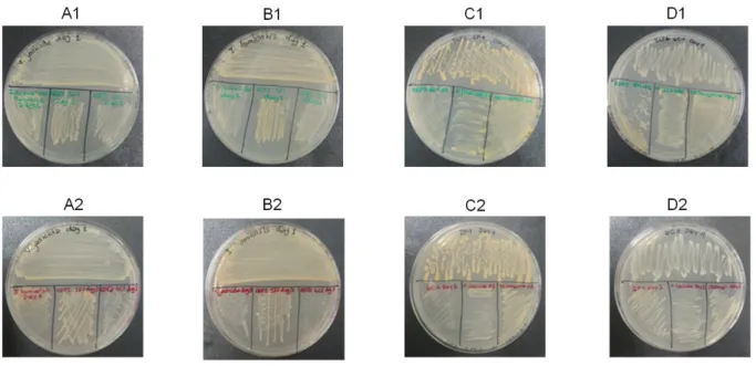 Figure 13: Obtained results of the second antimicrobial assay. 