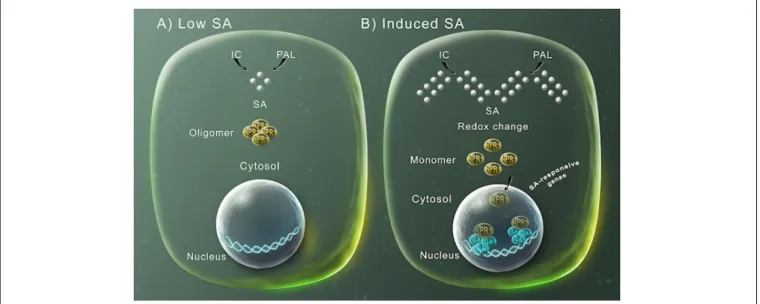 FIGURE 1 | SA-mediated gene expression regulation for plant defense. (A) SA (silver spheres) is synthesized by either the phenylalanine ammonia-lyase (PAL) or the isochorismate (IC) pathways