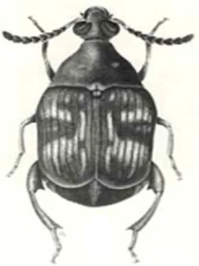 Figure 2 : Callosobruchus maculatus (Fabricius, 1775) (PICS, 2008) 