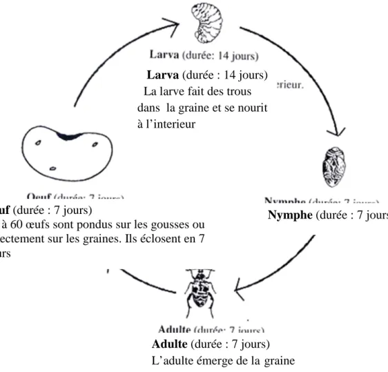 Figure 3 : Cycle de développement de C. maculatus (PICS, 2008) 