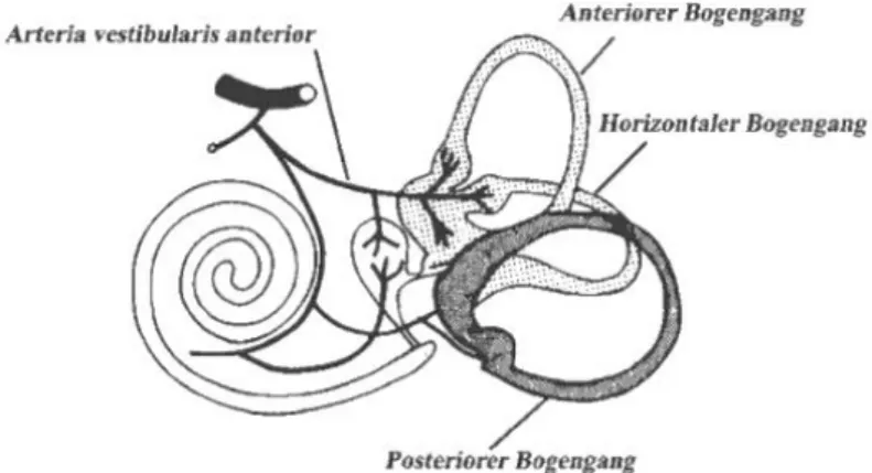 Abbildung 1. Vestibularorgan – Bogengänge und Otholitenapparat 