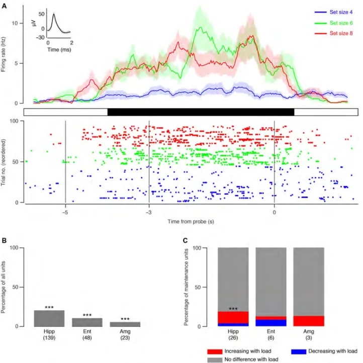 Fig. 2. Persistent activity of maintenance neurons. (A) Example of a maintenance neuron recorded from hippocampus