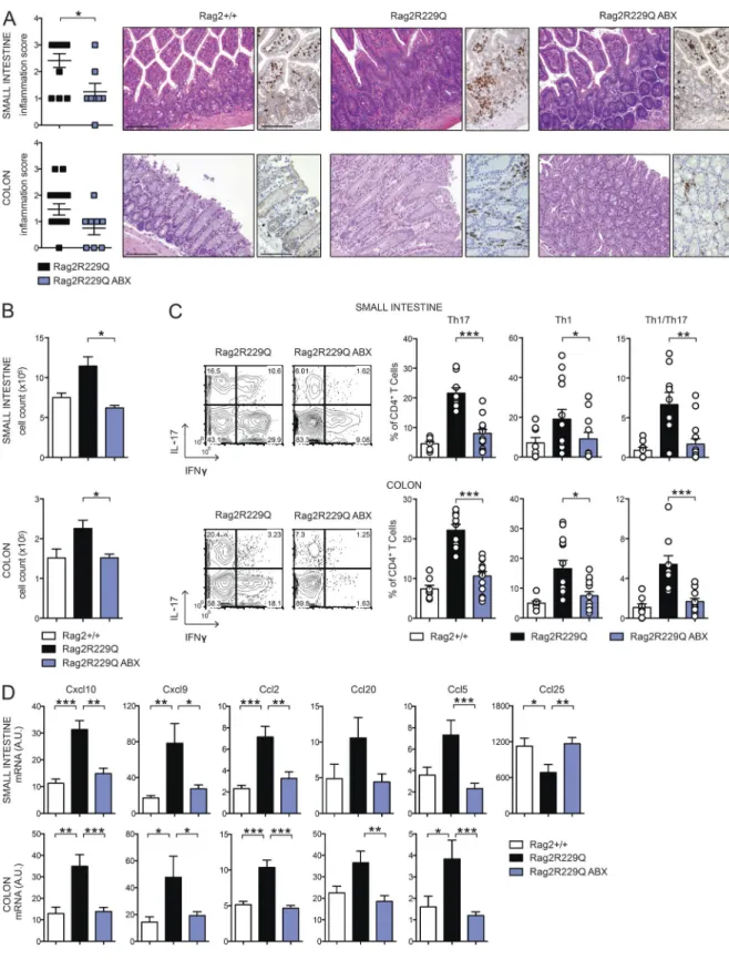Figure 7.  ABX treatment dampens gut inflammation in Rag2 R229Q  mice. (A) Representative SI and colonic sections from controls and ABX-treated  Rag2 R229Q  stained with H&amp;E and CD3 immunostaining