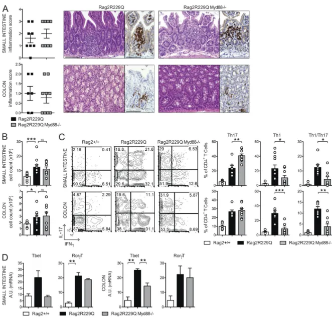 Figure 8.  Myd88 deficiency limits Th1 but not Th17 responses in the gut of Rag2 R229Q  mice