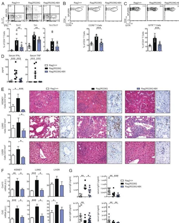 Figure 9.  ABX treatment ameliorates systemic autoimmunity in Rag2 R229Q  mice. (A) Representative FACS plots and frequency of IL-17 + –, IFN- γ + –,  and IL-17 + IFN- γ + –producing CD4 T cells in the spleens of Rag2 +/+ , Rag2 R229Q , and ABX-treated Rag