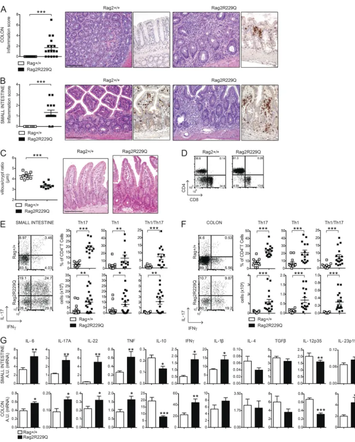 Figure 1.  Characterization of intestinal inflammation in Rag2 R229Q  mice. (A and B) Representative colon (A) and SI (B) sections from Rag2 +/+  and  Rag2 R229Q  mice (8–12 wk old) stained with H&amp;E and CD3 immunostaining