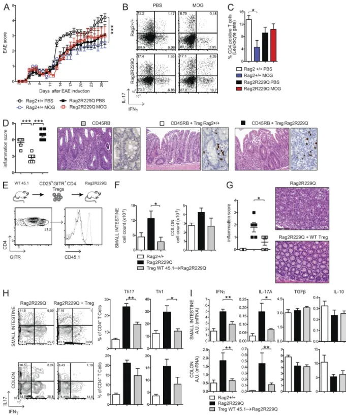 Figure 4.  Oral tolerance is impaired in Rag2 R229Q  mice, and transfer of WT T reg cells attenuates gut inflammation