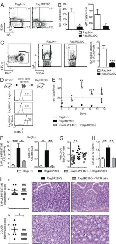 Figure 5. In  Rag2 R229Q  mice, mucosal B cell deficiency cor- cor-relates with enhanced bacterial translocation
