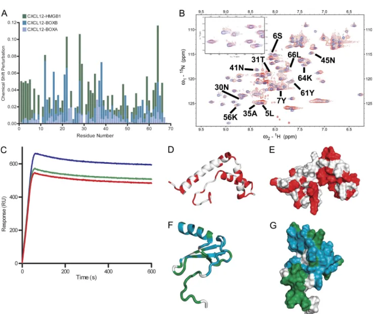 Figure 4.  NMR analysis of CXCL12 interactions with HMGB1, BoxA, and BoxB. (A) Chemical shift perturbation analysis of CXCL12 in complex  with HMGB1, BoxA, or BoxB, calculated as described in Materials and methods