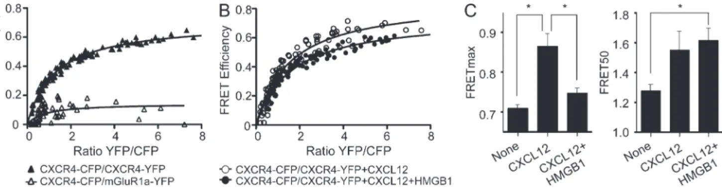 Figure 5.  CXCL12 and the CXCL12–HMGB1 heterocomplex trigger different conformational changes in CXCR4 homodimers