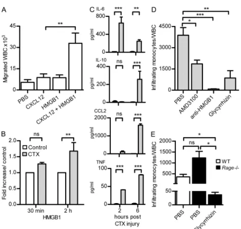Figure 6.  Migration of WBCs in vivo depends  on the HMGB1–CXCL12 heterocomplex. (A) WBCs  were collected from air pouches 6 h after injection of  PBS, 10 pmol CXCL12, 300 pmol HMGB1, or CXCL12 +  HMGB1