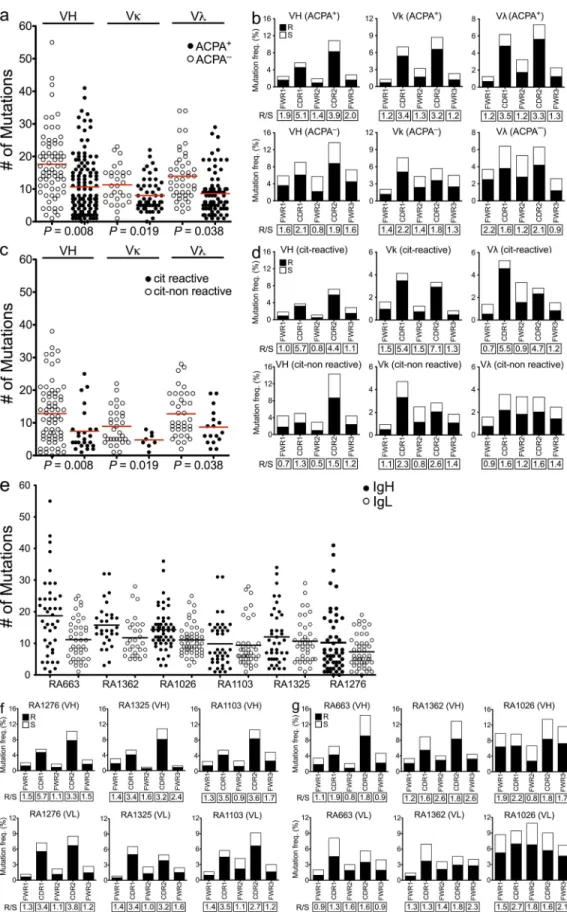 Figure 4.  Citrulline-reactive antibodies display a bias toward nonsynonymous mutations in the CDRs