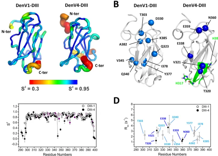 FIG 1 Flexibility of DIII of dengue virus E protein. (A) Ribbon representation of DIII of serotypes 1 (left) and 4 (right)