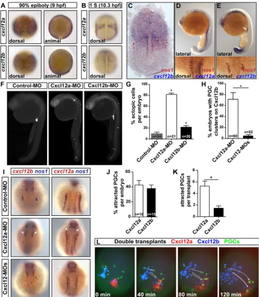 Fig. 1. Cxcl12 subfunctionalization affects gene expression and chemotactic activity of Cxcl12