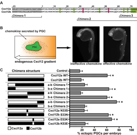 Fig. 2. In vivo functional analysis of PGC migration in Cxcl12 mutants. (A)  Sequence alignment of zebrafish Cxcl12a and Cxcl12b