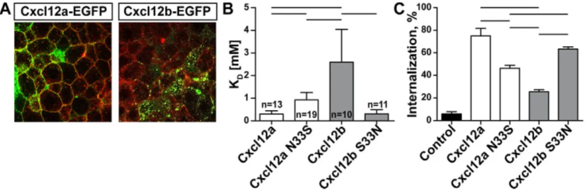 Fig. 4. Subfunctionalization of Cxcl12 affects the affinity towards and activation of Cxcr4