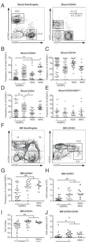 Fig. 2. hSIRPa-transgenic mice have improved hematopoiesis upon CD34 + cell engraftment