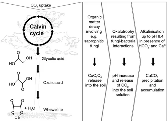 Fig. 1    Schematic representa- representa-tion of the ﬂux of carbon in the  oxalate–carbonate pathway
