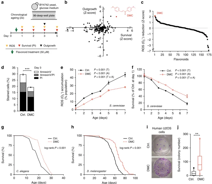 Fig. 1 4,4 ′ -dimethoxychalcone promotes longevity in yeast, nematodes, ﬂ ies and human cells
