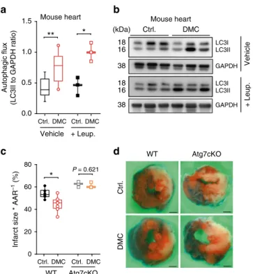 Fig. 3 4,4 ′ -dimethoxychalcone promotes autophagy and cardioprotection in mice. a, b Autophagy induction in mouse heart tissue (a) determined by LC3 lipidation with leupeptin or vehicle injection after intraperitoneal injection of DMC (100 mg/kg) or DMSO 