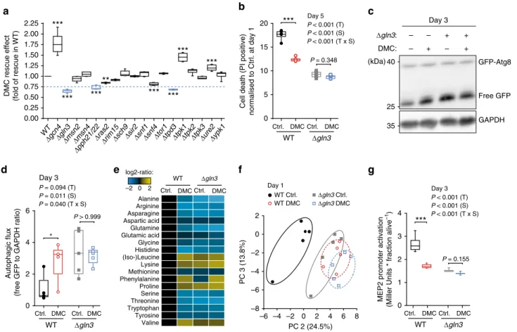 Fig. 5 Gln3 is a functional target of 4,4 ’ -dimethoxychalcone. a DMC-rescuing effect determined as the AUC of PI-positive cells (day 1 – 5) upon DMC treatment (100 µ M) of yeast deletion mutants involved in autophagic signalling, normalised to the rescuin