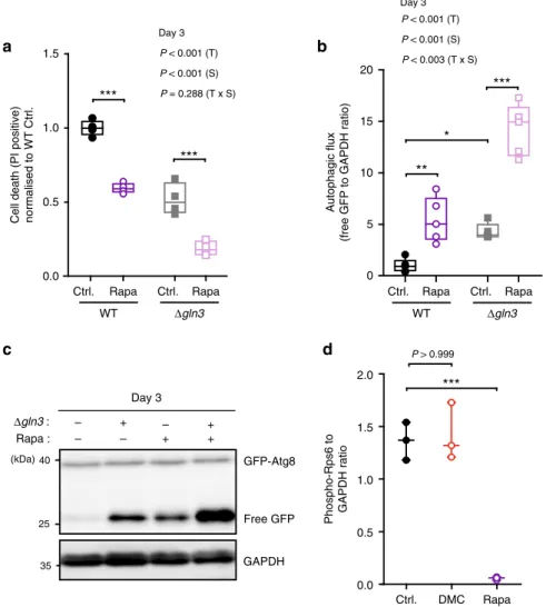 Fig. 6 Rapamycin and 4,4 ′ -dimethoxychalcone follow independent routes of cytoprotection