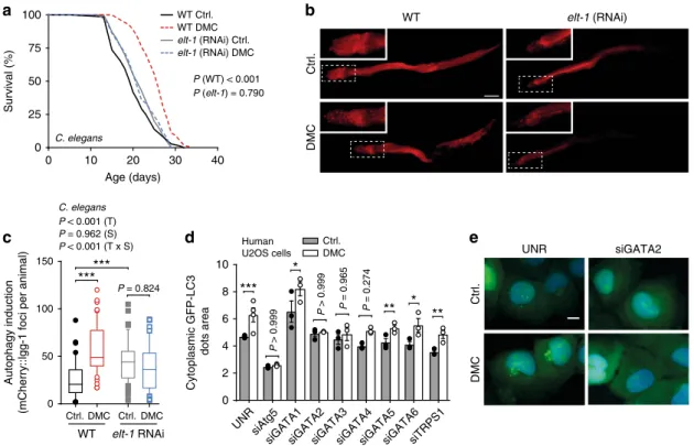 Fig. 7 GATA transcription factors are phylogenetically conserved effectors of 4,4 ′ -dimethoxychalcone