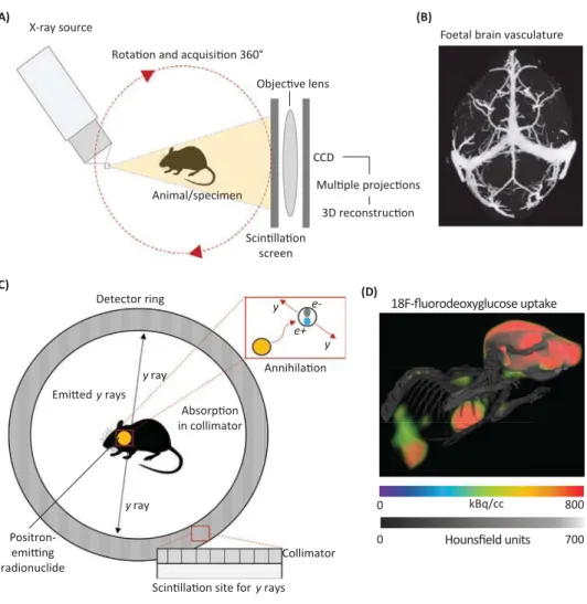 Figure 5. X-Ray-Based and Positron Emission Tomography (PET)-Based Imaging. (A) Principal components of a microcomputer tomography scanner include an X-ray source that produces X-rays which travel through the sample and are collected on the other side by a