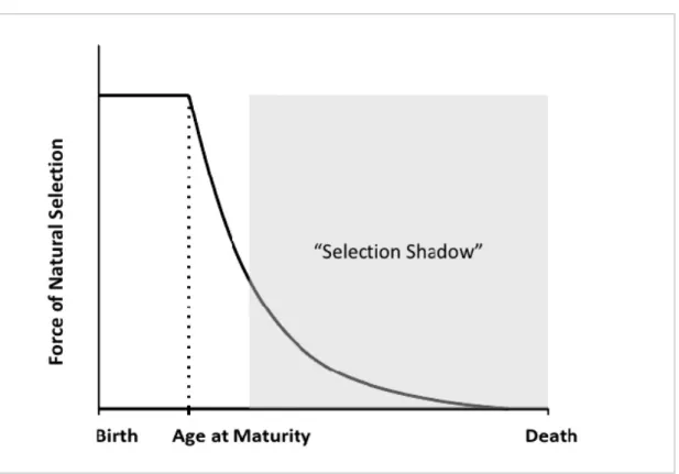 Figure 2: The force of selection as a function of age.
