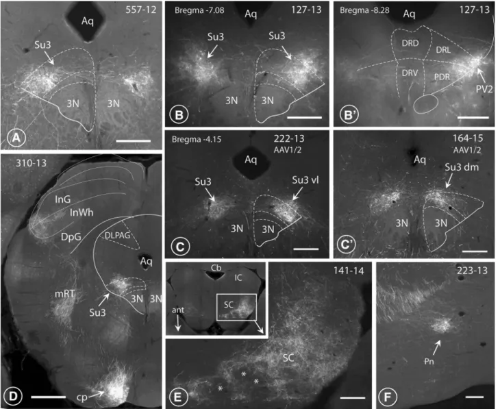 Fig. 5    Terminal endings in the midbrain. Fluorescence images of LO- LO-cortex-derived terminals in the Su3- and the PV2 nuclei of the PAG