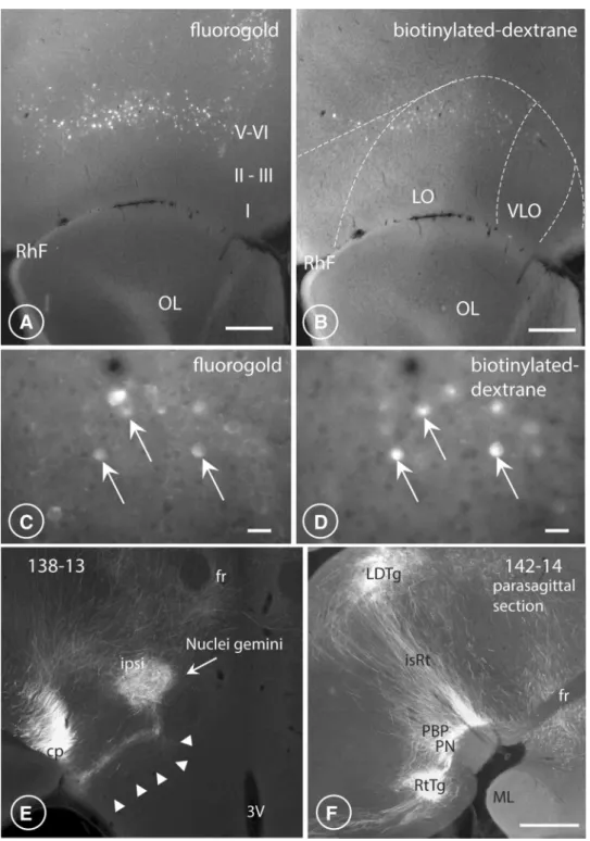 Fig. 6    LO/VLO pyramidal neurons send collaterals to both hypo- hypo-thalamus and PAG