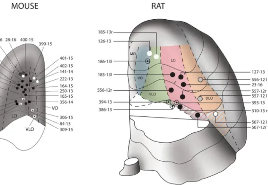 Fig. 1    Map of the injections sites. Schematic drawings of the positions  of the needle tip in the stereotactic injections into the OFC of 26 mice  (left) and 12 rats (right, 4 bilateral)