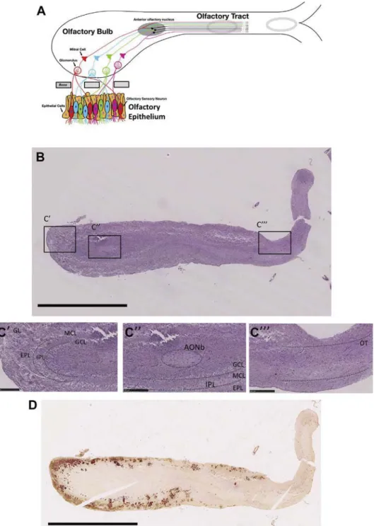 Fig. 1. Olfactory nerve anatomy and regions of interest examined in the study. (A) Drawing of the human olfactory system including the olfactory epithelium, the olfactory bulb, and the olfactory tract