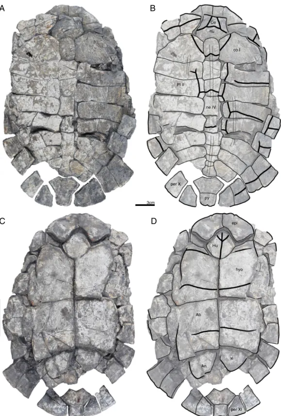 Figure 7 GPIT/RE/09731, Banhxeochelys trani gen. et sp. nov., adult, middle to late Eocene of Vietnam