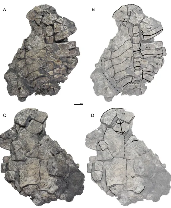 Figure 8 GPIT/RE/09732, Banhxeochelys trani gen. et sp. nov., adult, middle to late Eocene of Vietnam
