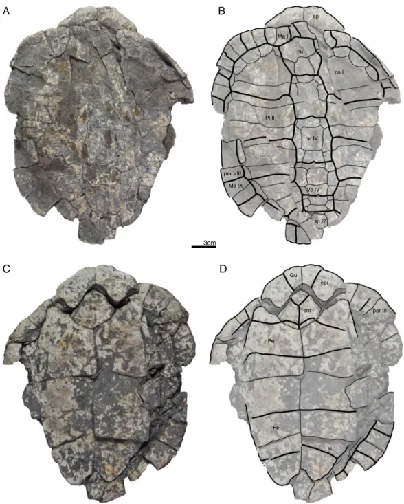 Figure 9 GPIT/RE/09738, Banhxeochelys trani gen. et sp. nov., adult, middle to late Eocene of Vietnam