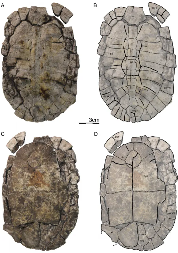 Figure 10 GPIT/RE/09759, Banhxeochelys trani gen. et sp. nov., juvenile, middle to late Eocene of Vietnam