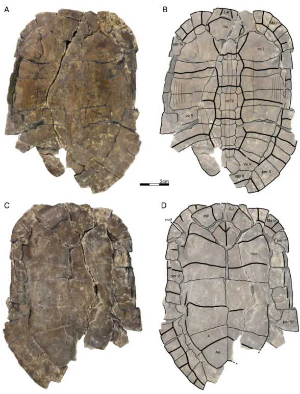 Figure 2 GPIT/RE/09760, Banhxeochelys trani gen. et sp. nov., holotype, subadult, middle to late Eocene (Priabonian) of Vietnam