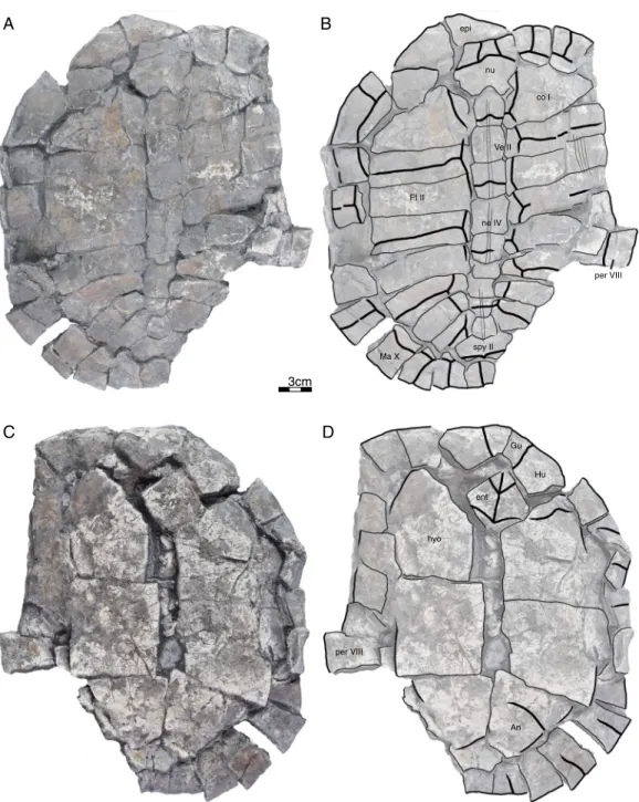 Figure 3 GPIT/RE/09735, Banhxeochelys trani gen. et sp. nov., adult, middle to late Eocene of Vietnam