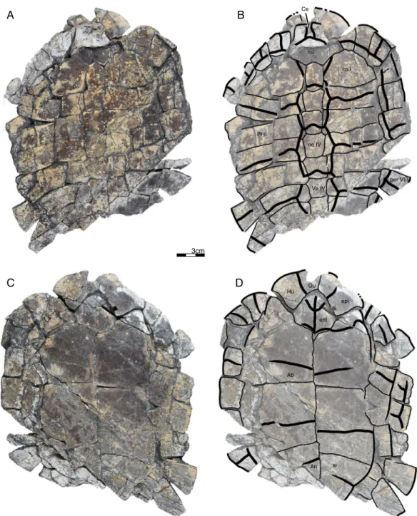 Figure 5 GPIT/RE/09733, Banhxeochelys trani gen. et sp. nov., adult, middle to late Eocene of Vietnam
