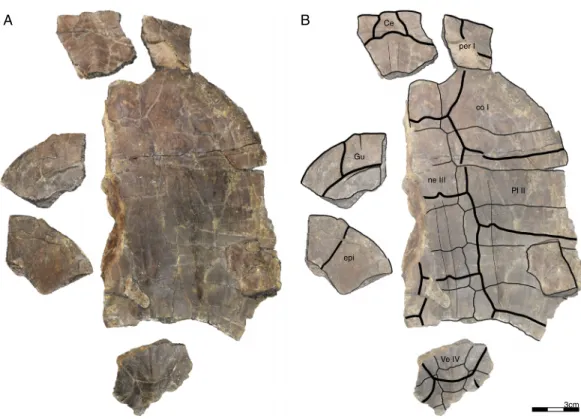 Figure 6 GPIT/RE/09749, Banhxeochelys trani gen. et sp. nov., subadult, middle to late Eocene of Vietnam